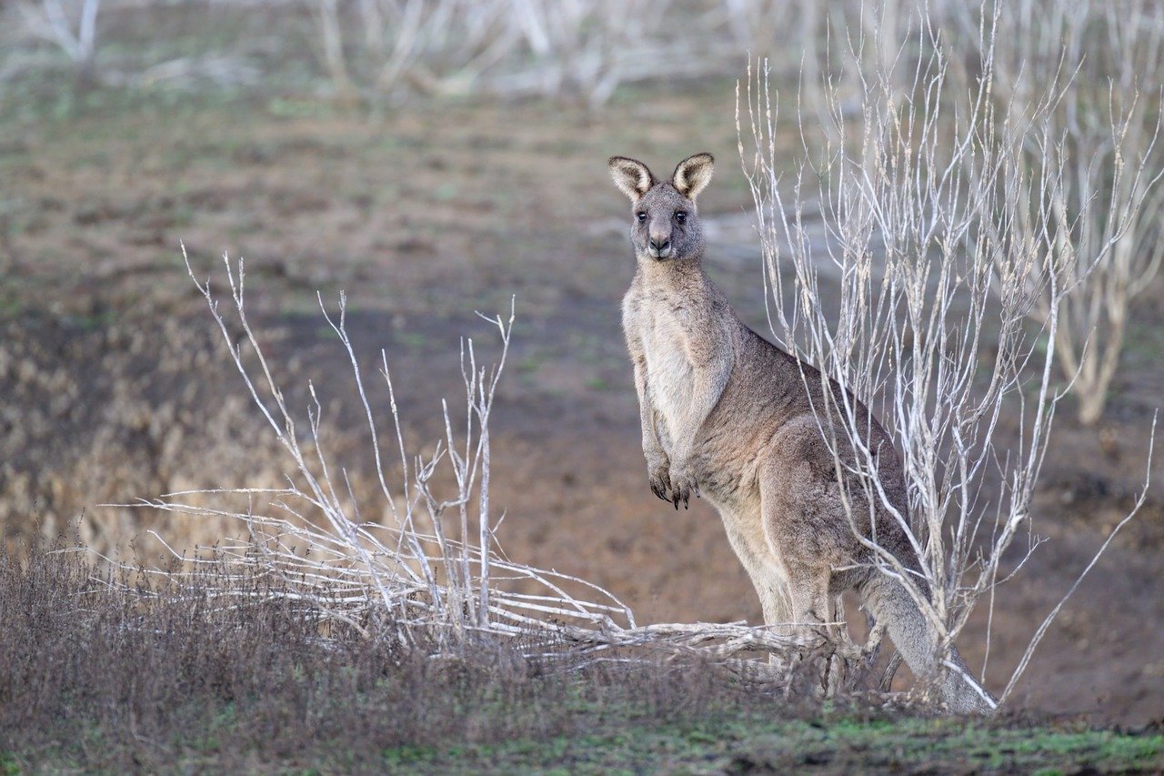 eastern-grey-kangaroo-PIXABAY-9722203_1280.jpg
